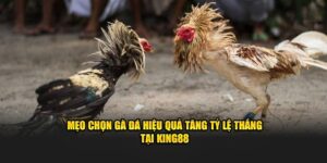 mẹo chọn gà đá King88