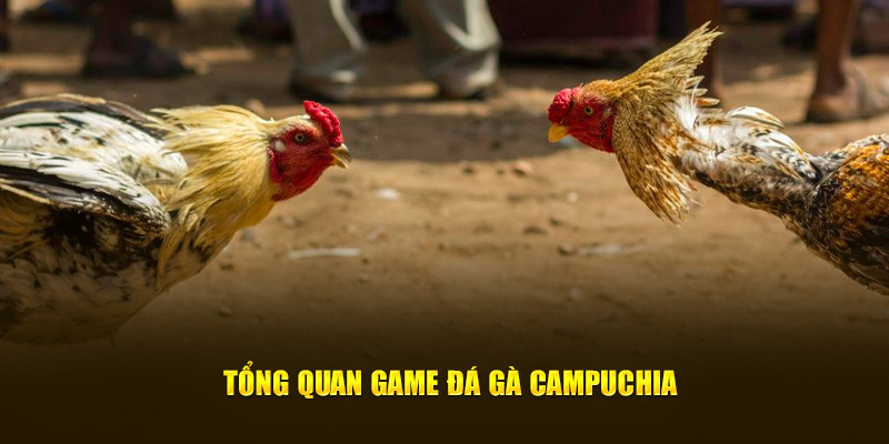 Tổng quan game đá gà Campuchia